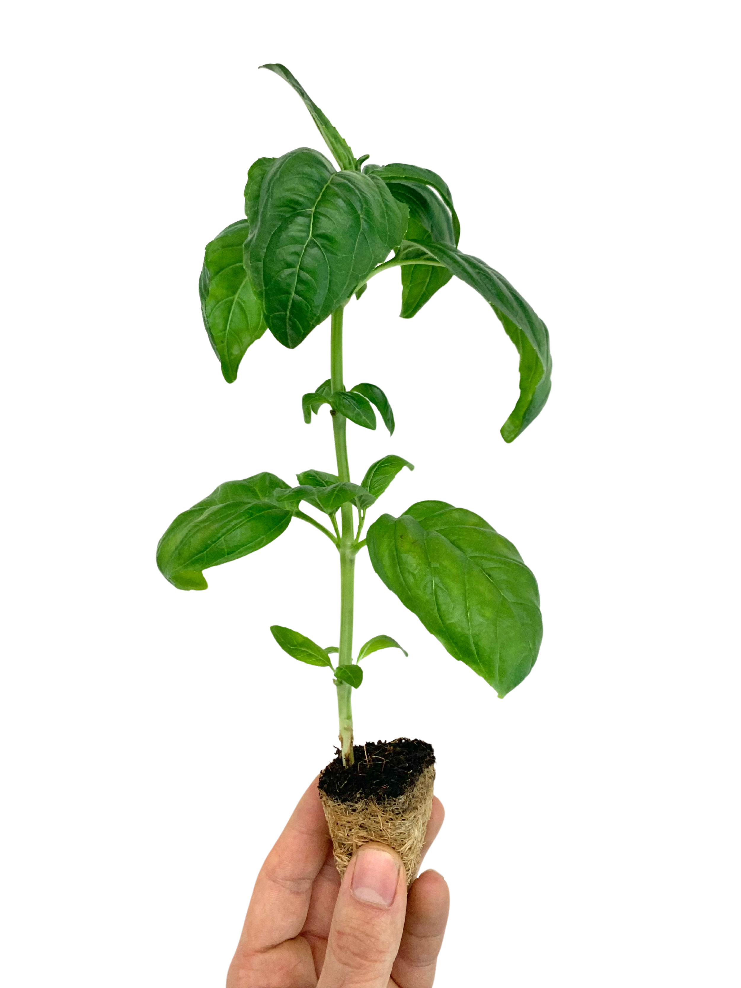 Living Basil — Allpa Vertical Farms